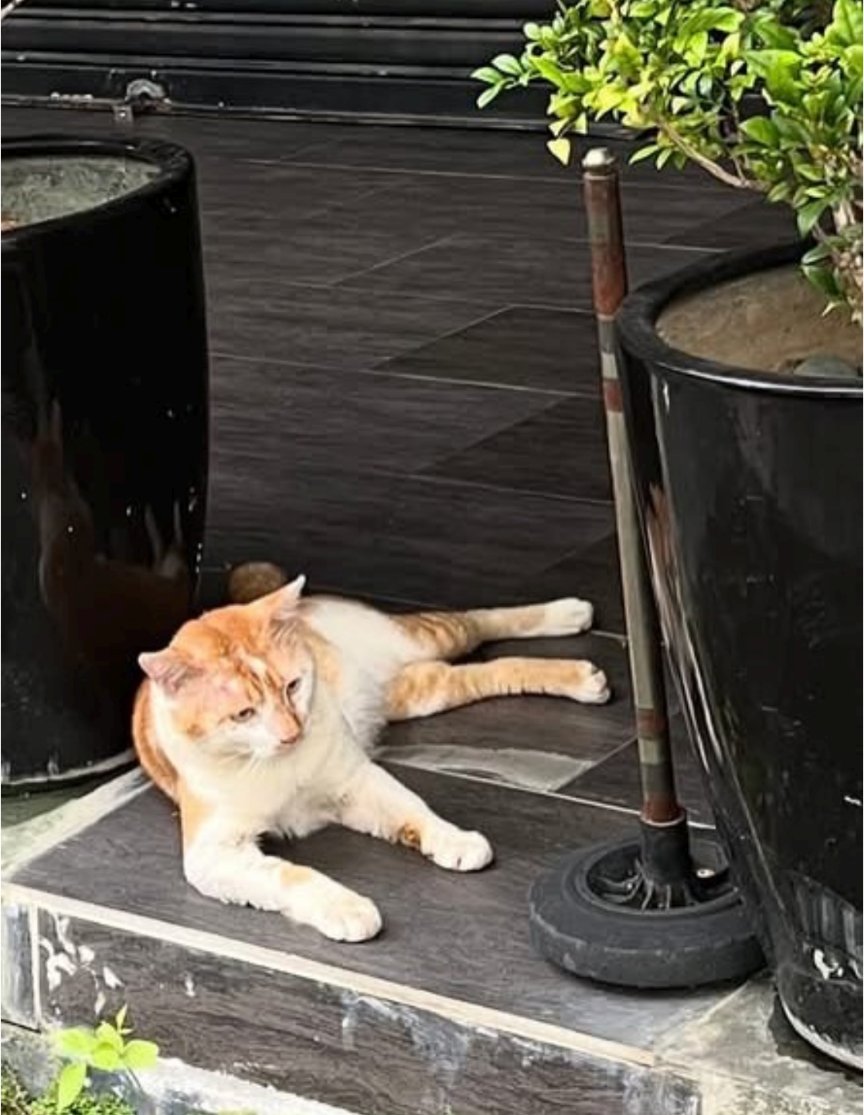 kujie's tweet photo. Kawan saya mencari sesiapa yang sudi menerima Teddy.

Jantan, manja, umur 3-4 tahun sudah dimandulkan &amp; mesra dengan kucing lain. 

Ditemui cedera di TTDI pada 11/4/25 dan  kini pulih sepenuhnya.

Minat? DM ya. https://t.co/Lbp6kq7ivX