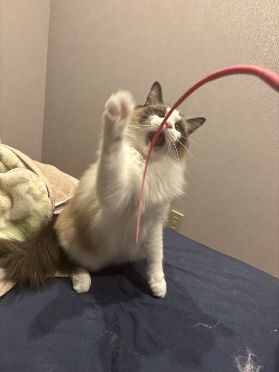 ていや！！
#猫のいる暮らし
#猫のいる幸せ
#ねこ