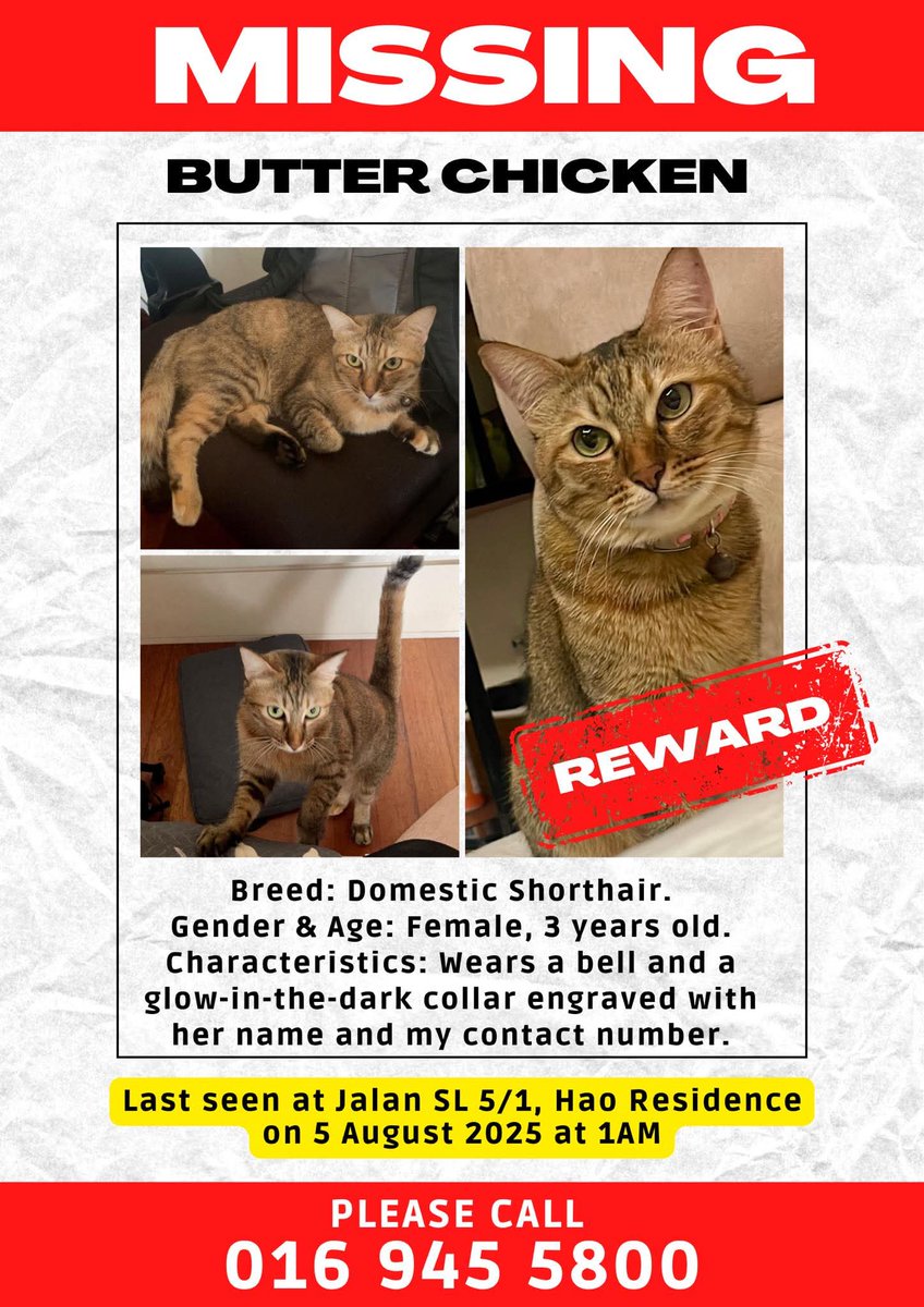 MirulAm05674851's tweet photo. ‼️Kucing Hilang‼️
Nama : Butter Chicken 
(Betina, 3 tahun)

Hilang : 5 Ogos 2025
Lokasi : Jalan SL 5/1, Hao Residence Sg Long Kajang.

Jika nampak.. sila hubungi 016-945 5800

Mohon bantu share. Ganjaran disediakan. Thank you 🙏🏻 🙏🏻🙏🏻 https://t.co/Bd48BXV2Ov