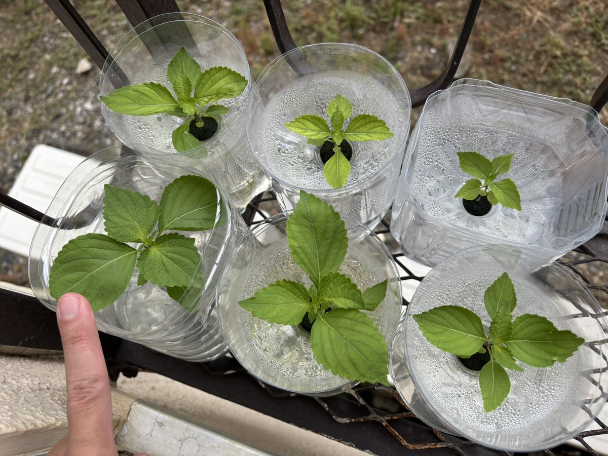 昨日全部キレイキレイしまして

#オーバードーゾ2025