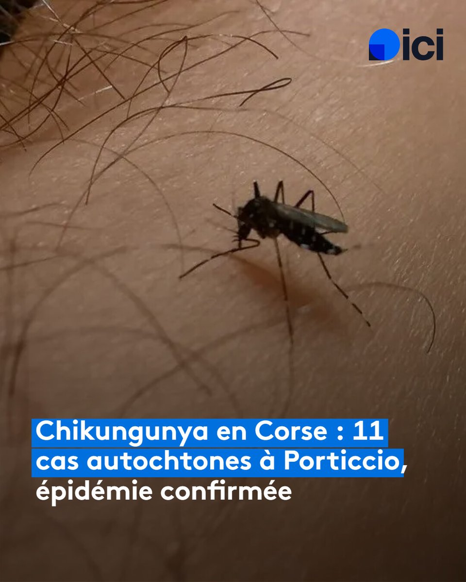 Chikungunya en Corse : 11 cas autochtones déclarés à Porticcio, épidémie confirmée
l.ici.fr/8bg