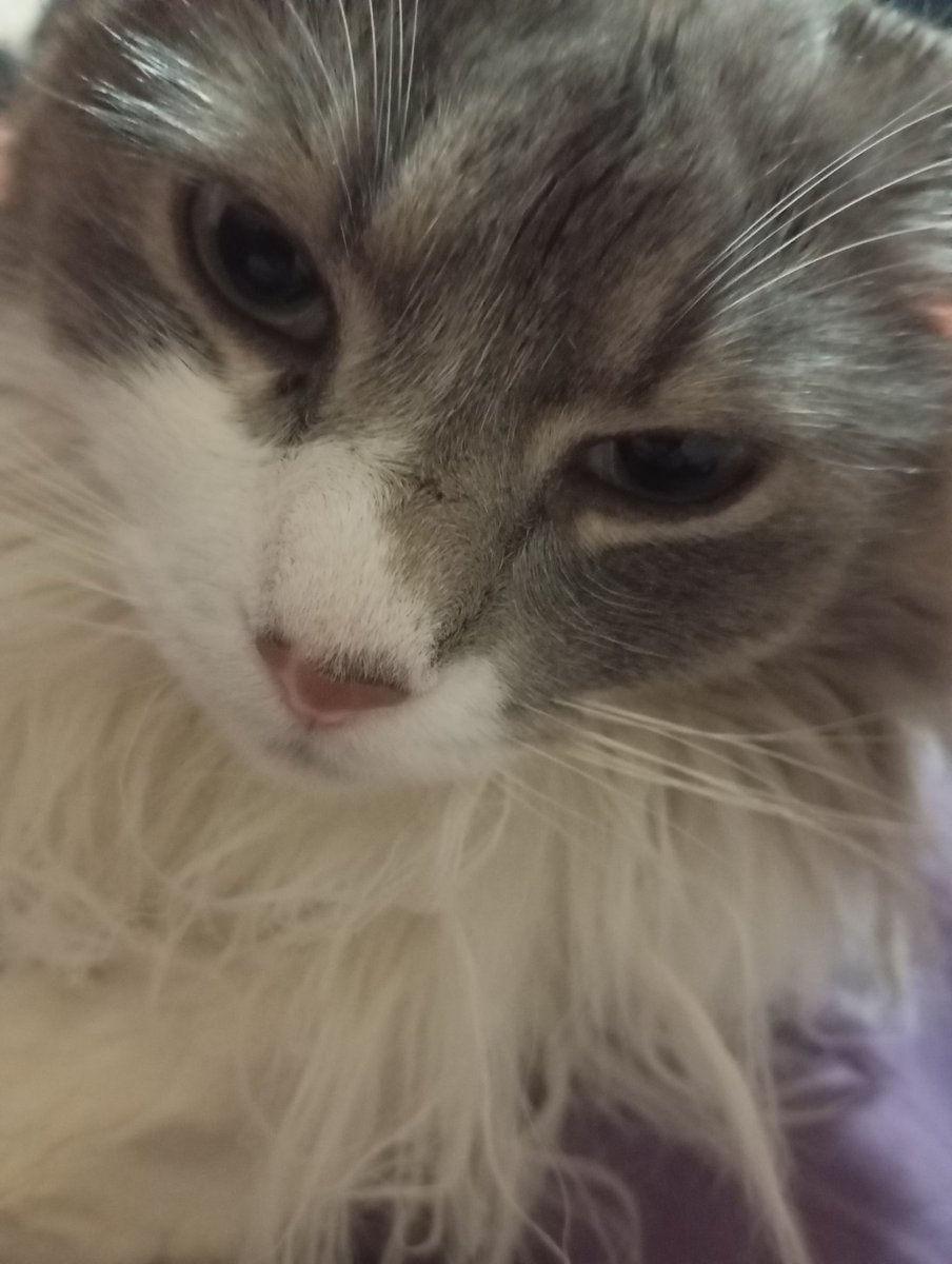 Gato 🐱 tweet media