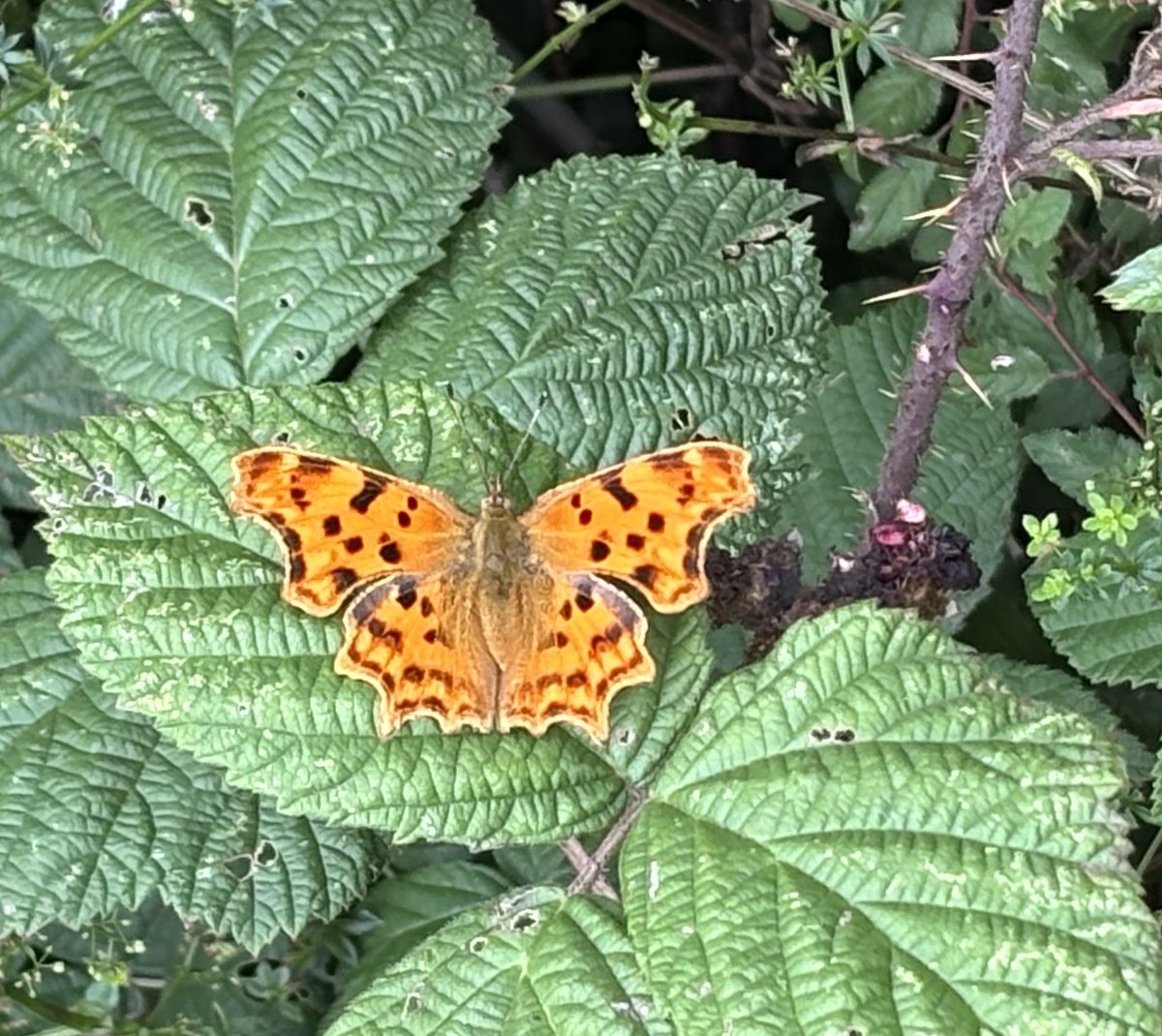Lyn Edmonds (@edmondslyn) on Twitter photo A beautiful Comma butterfly resting on a leaf of a blackberry bush in Wandlebury, Cambridgeshire
#CommaButterfly #WildWebsWednesday #Butterflies <a href="/savebutterflies/">Butterfly Conservation 🦋</a> A beautiful Comma butterfly resting on a leaf of a blackberry bush in Wandlebury, Cambridgeshire
#CommaButterfly #WildWebsWednesday #Butterflies <a href="/savebutterflies/">Butterfly Conservation 🦋</a>