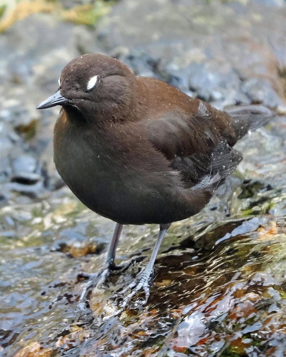 r_rena_r's tweet image. 今日は自然の中でこの野生の鳥に出会いました。静かに川辺の岩の上に立ち、周りを観察している姿が印象的でした。黒い羽毛と小さな体がとても平和な感じを与えてくれます。自然の静けさと野生動物の自由を感じながら、撮影を楽しみました。大自然への愛情が深まり、環境保護の重要性を改めて感じます🌿