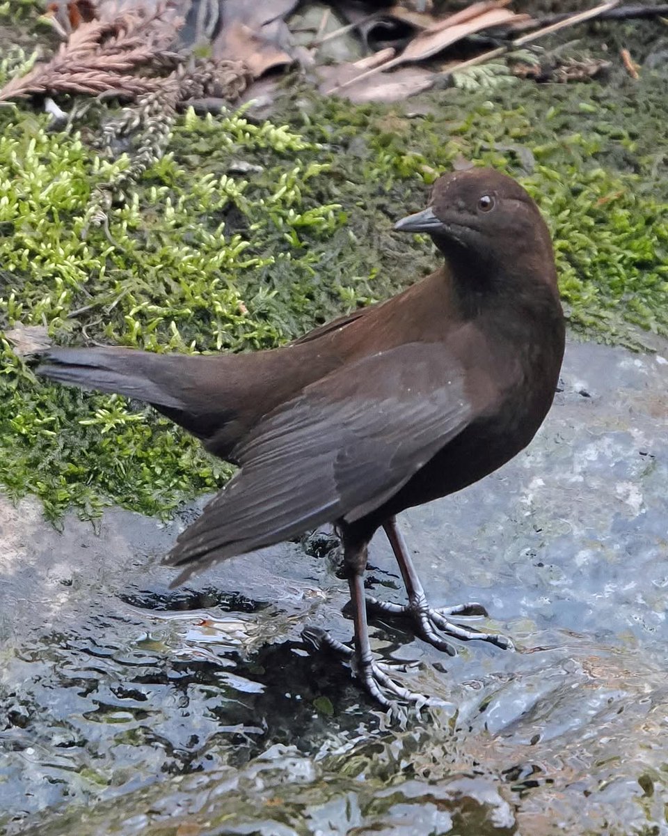r_rena_r's tweet image. 今日は自然の中でこの野生の鳥に出会いました。静かに川辺の岩の上に立ち、周りを観察している姿が印象的でした。黒い羽毛と小さな体がとても平和な感じを与えてくれます。自然の静けさと野生動物の自由を感じながら、撮影を楽しみました。大自然への愛情が深まり、環境保護の重要性を改めて感じます🌿