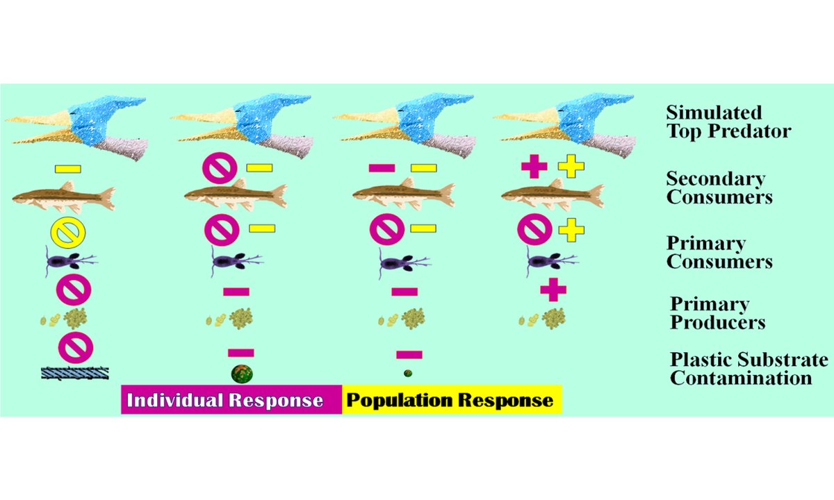 💥Research Article: Bioaccumulation, transfer, and impacts of microplastics in aquatic food chains
🪁Read: oaepublish.com/articles/jeea.…

🗽Author: Marykate E. McHale and Kate L. Sheehan
#Microplastics #foodwebs #biofilm