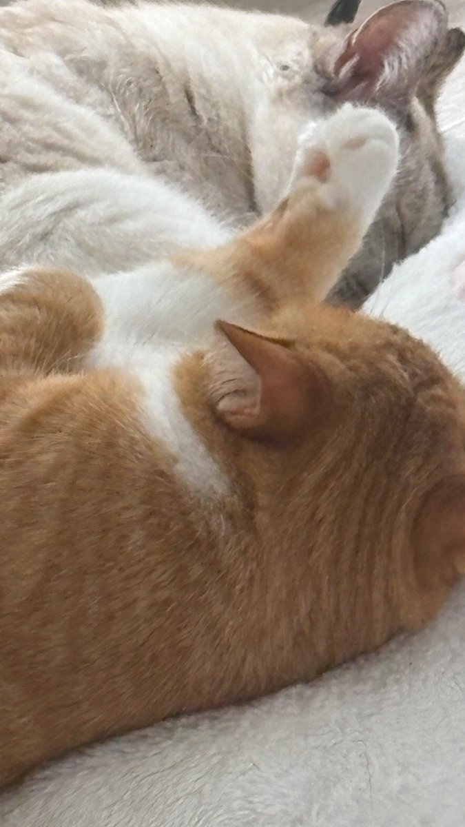 どんな夢を見てるのかな🫧💭？

#猫
#里親募集
#保護猫