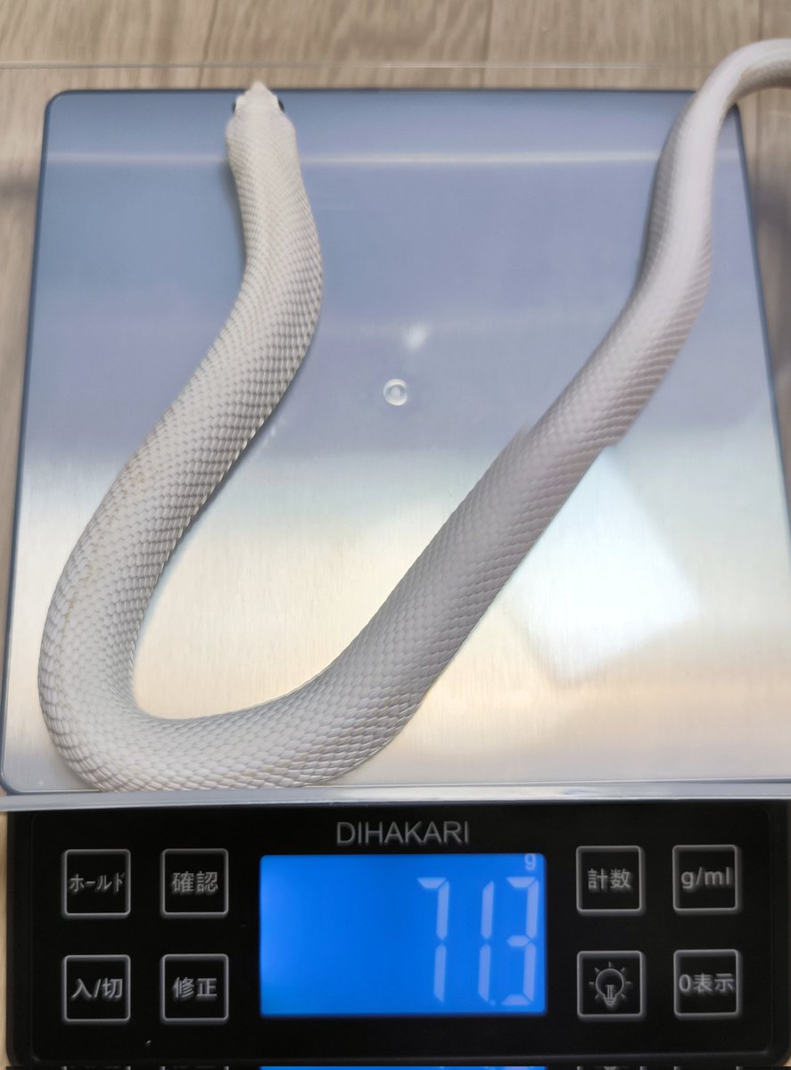 Sunguilla's tweet image. セイブシシバナヘビ リューシスティック（左♀、右♂）、排泄後の体重測定

神々しいね😇
#hognose #ヘビ #爬虫類