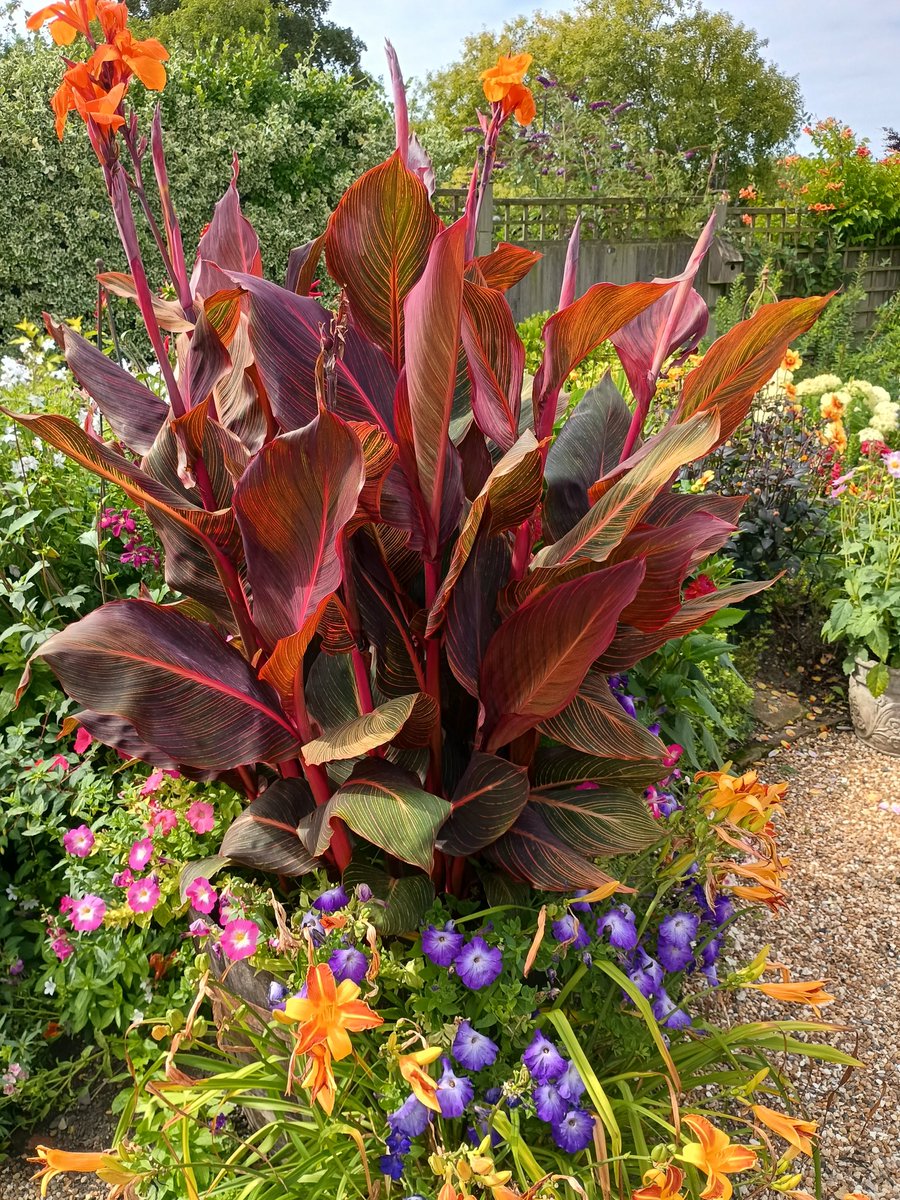 It's Wednesday! A lovely example of Canna 'Durban' from the weekend...Cannas seem to be having a good season locally 😊Enjoy your day folks 🇺🇦💙💛🙏