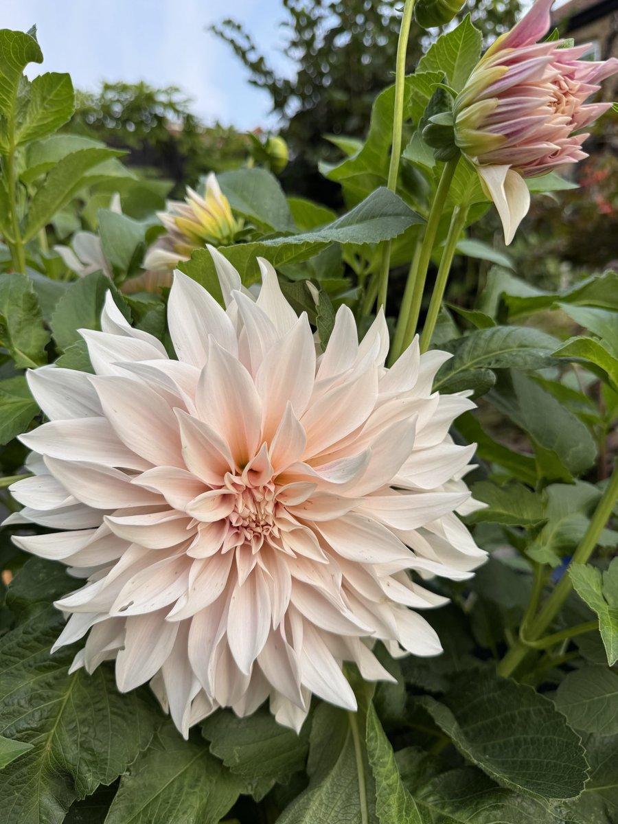 A midweek thread of lovely things that bring you joy? Alrighty, I’ll start..