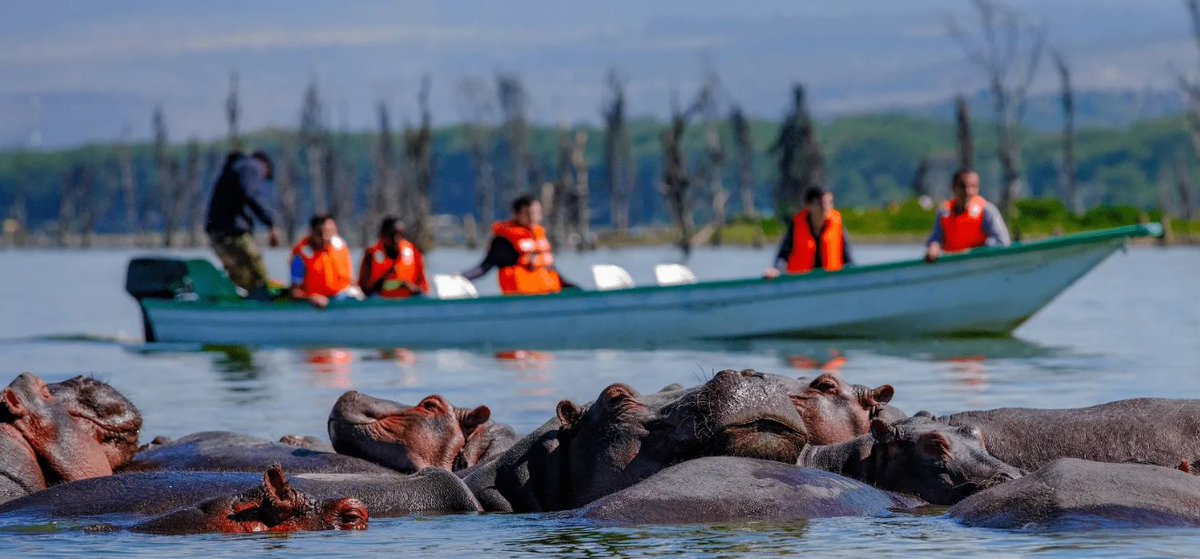 ToshMarttours's tweet photo. Nature, Birds, and Stunning Waters – Your Lake Naivasha Tour Awaits with Us!!

🌐Visit our Website now -https://t.co/xiBrNFDZPS

#LakeNaivashaExperience #ToshmartTravel #BirdingKenya #NatureEscape #KenyaSafaris #NaivashaViews #EcoTourKenya #WildlifePhotography #VisitKenya https://t.co/OvCsda0PDv