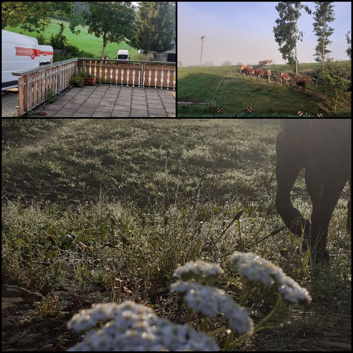 frauhasenklee's tweet image. Heute ist ein spannender Tag, denn unser #Melkroboter, der seit einem knappen halben Jahr in Betrieb ist, wird von seinem provisorischen Platz im Stall-Neubau auf den endgültigen Platz im umgebauten Altbau umgesetzt.
Im August gibt es schon Morgennebel und Morgentau.
#Stallumbau