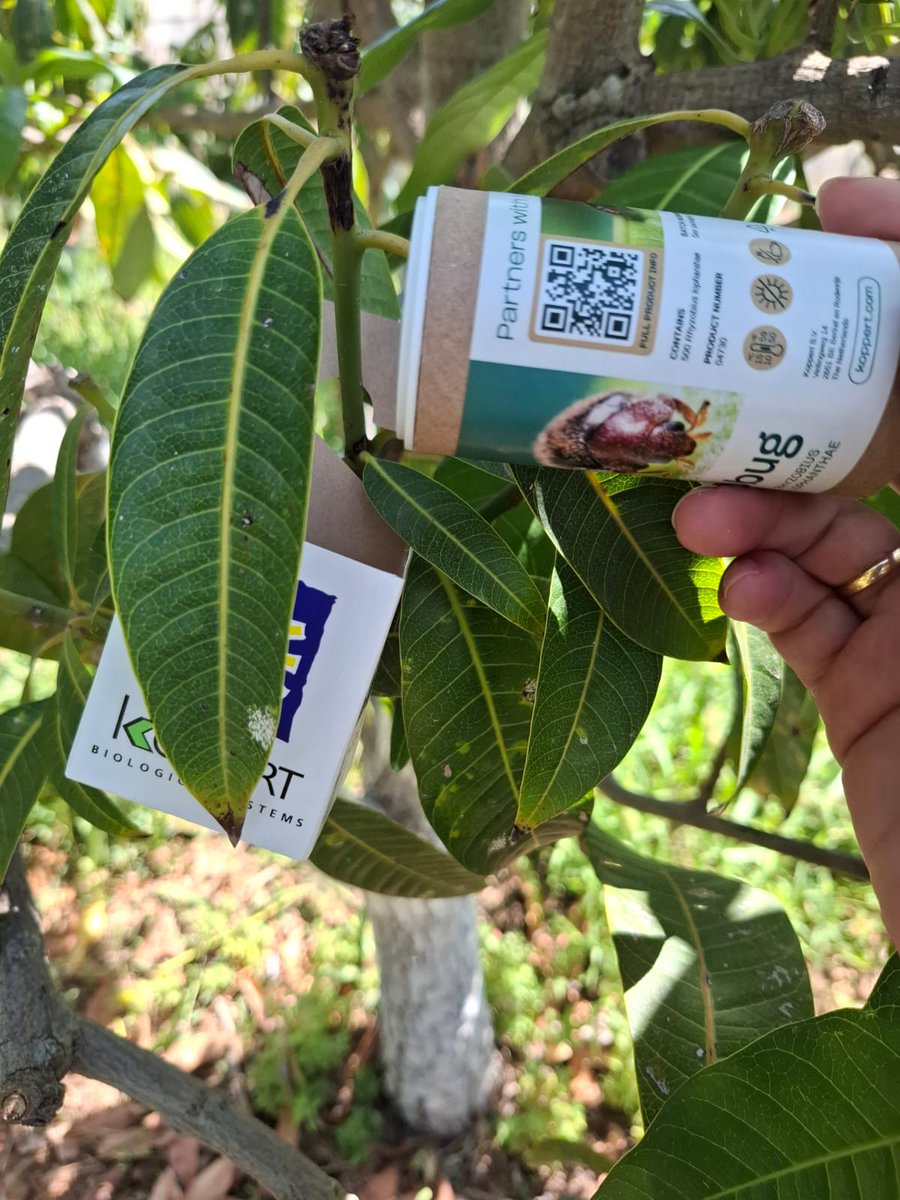 Las sueltas de Rhyzobius lophanthae son una medida recomendada por la GIP para el control de cochinilla de la nieve en mango. #RAIF #GIP