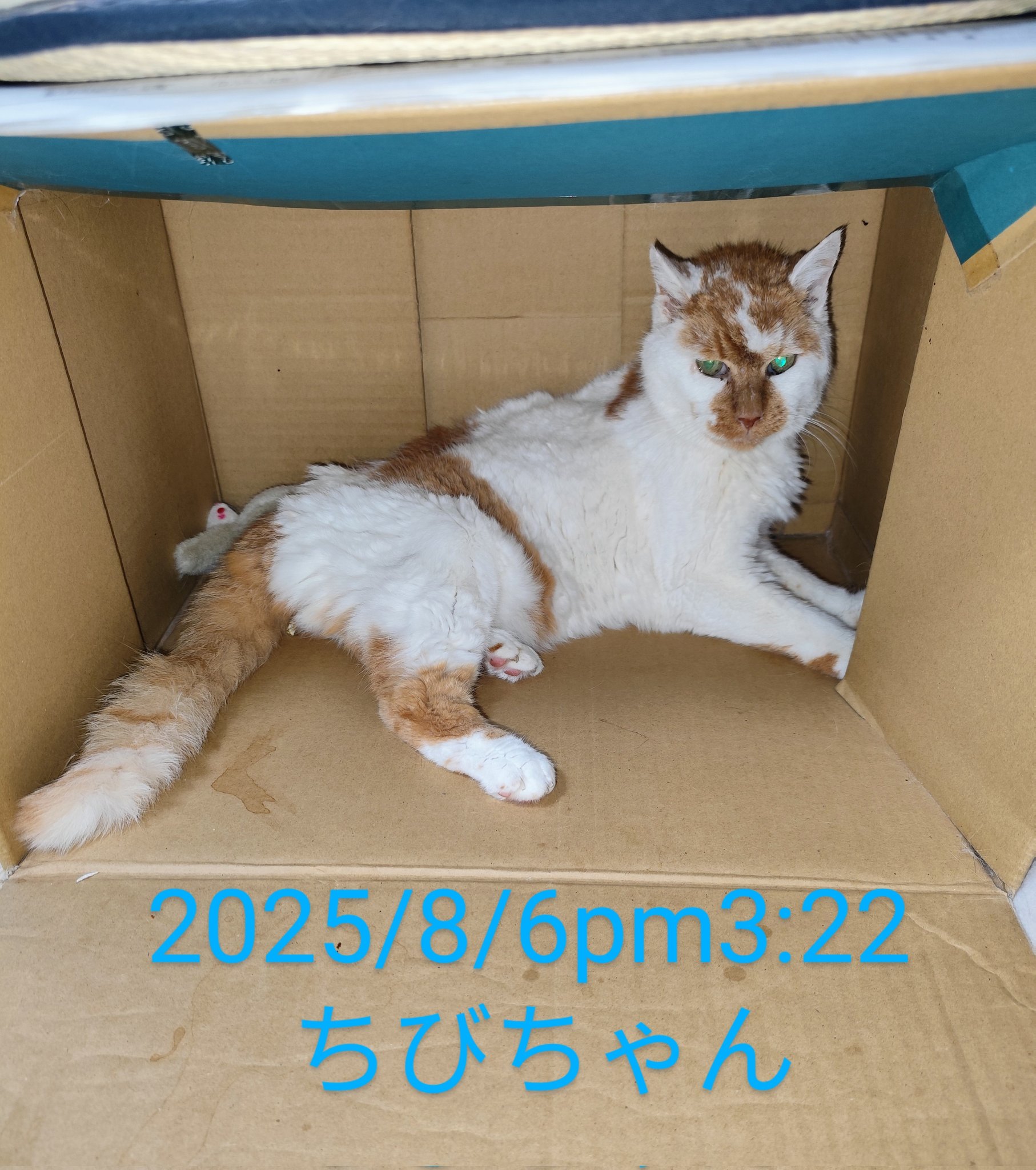 ちびねこ　　1229 soukai_4987176259059
