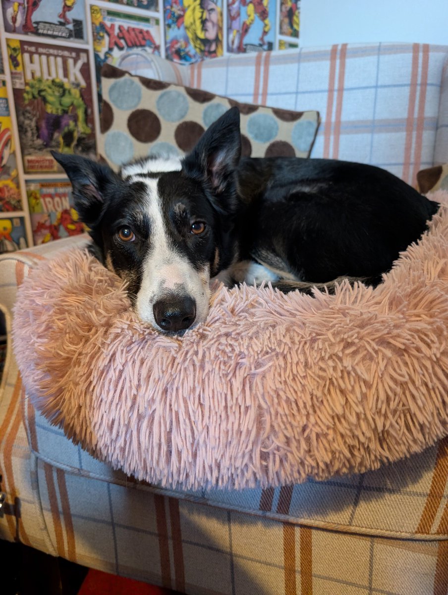 Work from home buddy today. Constant staring for treats and up and down like a yo-yo trying to find the most comfortable place to settle. 

Wouldn't change her.
