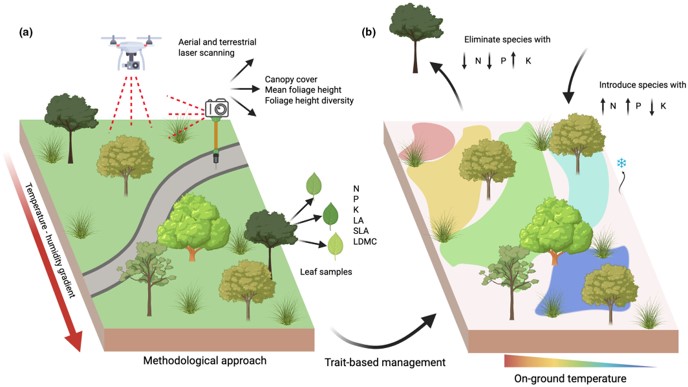 wang_xling's tweet photo. Right trees are key for cooling! 🌳

By "Inventory + LiDAR" for 4000 trees in #Shanghai, we found leaf traits (N, P, K) > canopy structure for cooling.
 @JAppliedEcology 
➡️https://t.co/YAf5zttqwX

HUGE thanks to @Javier_Lopatin for Research Highlight🙌
➡️https://t.co/JVMLHzKJeM https://t.co/cmmipqg2bq