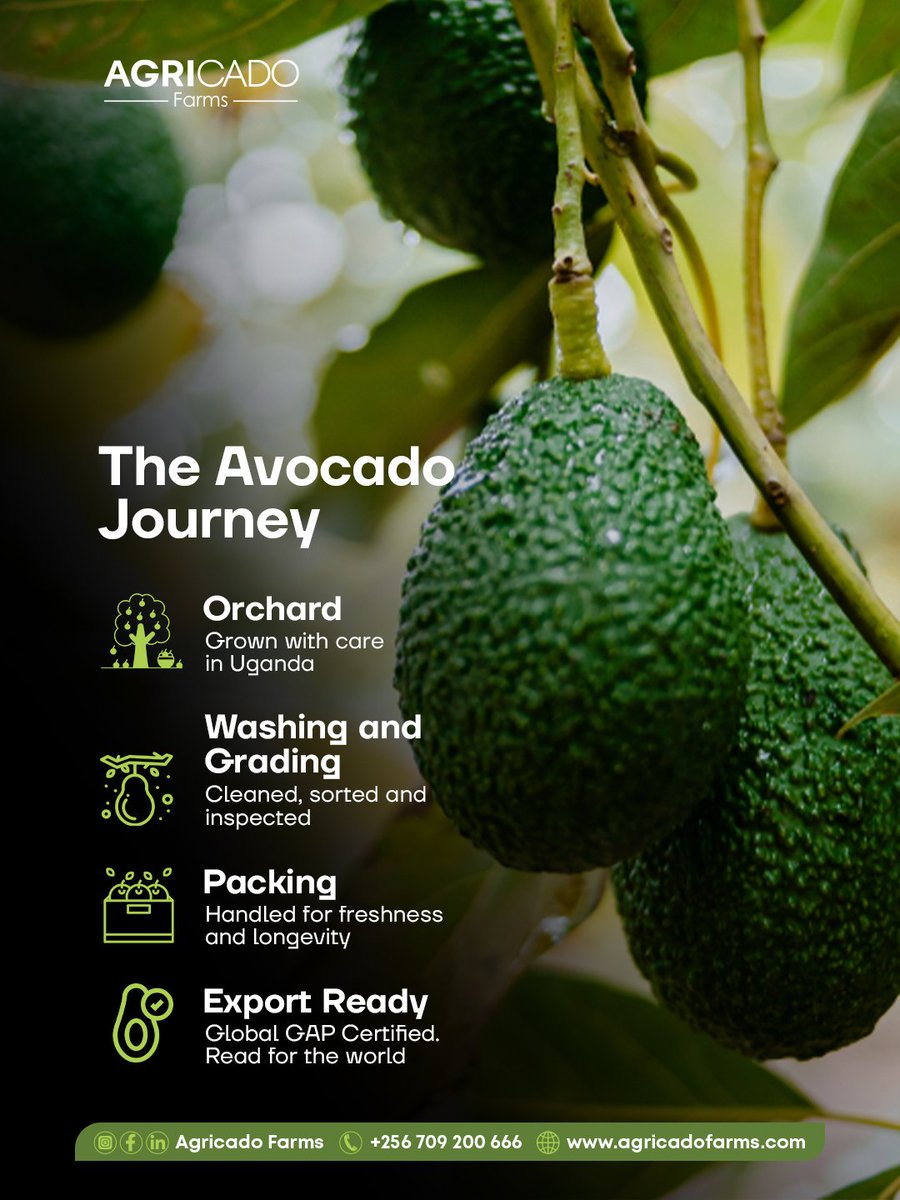 AgricadoFarms's tweet photo. From soil to shelf, every step counts.
At Agricado Farms, our avocados follow a journey built on precision, quality, and global standards from the heart of Uganda to markets across the world.
Follow the process that makes every avocado export-worthy.
#AgricadoFarms #FromUganda https://t.co/63O0zAqnxX