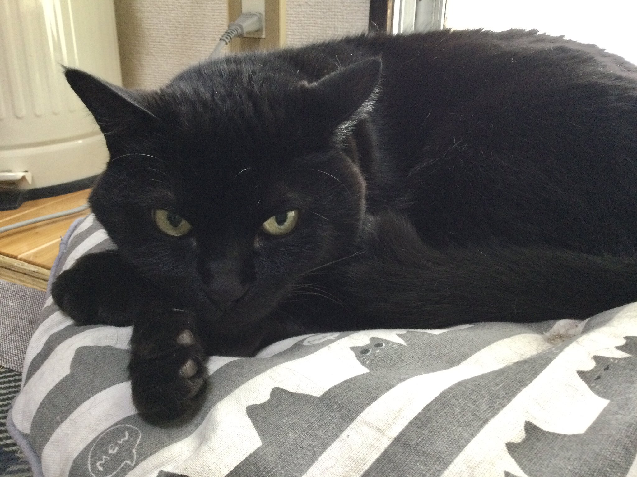 黒猫 黒猫つくねちゃん太しっぽ on X: 