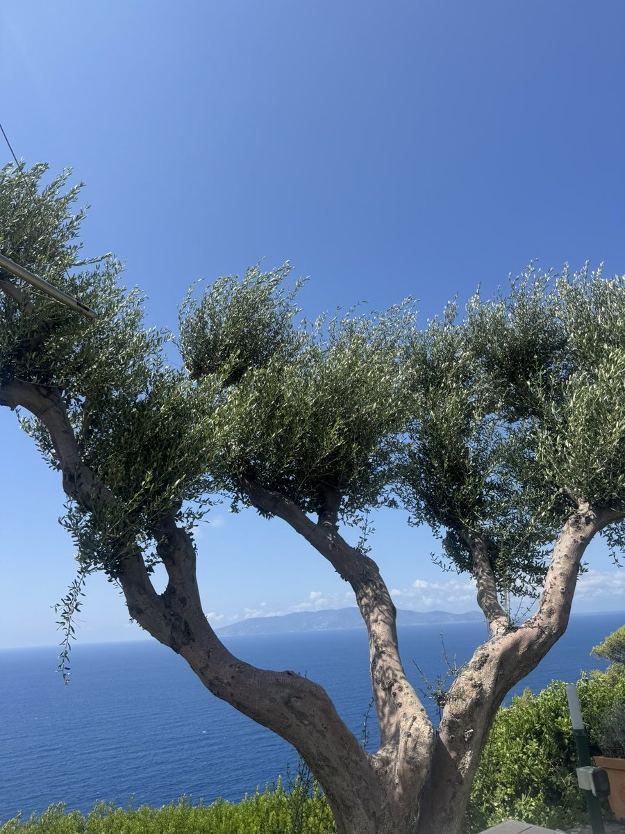 Laura Di Raimondo (@ldraimondo) on Twitter photo "Le piccole #gioie, non quelle grandi, ci servono da sollievo e da conforto quotidiano" (Hermann Hesse). 
È vero che esistono difficoltà ma solo alzando lo sguardo riusciamo ad andare oltre i #confini #SecondLife 🦋 #6agosto2025 (7 anni e 6 mesi) "Le piccole #gioie, non quelle grandi, ci servono da sollievo e da conforto quotidiano" (Hermann Hesse). 
È vero che esistono difficoltà ma solo alzando lo sguardo riusciamo ad andare oltre i #confini #SecondLife 🦋 #6agosto2025 (7 anni e 6 mesi)