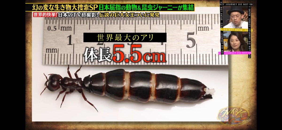 AntRoom_taku's tweet photo. クレイジージャーニー「世界的快挙★世界最大の女王アリ＆神の化身捕獲に大成功！」をご覧頂きました皆様ありがとうございました！
ただのアリ好きのケニアでのアリ探しはいかがでしたでしょうか？
昆虫学者の丸山さんと、そしてサファリガイドの太田ゆかさんが一緒だったので様々な生物を見ることができ、僕自身本当に楽しい旅でした。
今回はサスライアリの巣を掘ったことのあるワシントンさんにご協力して頂きました。
そして長年見ることが夢だった女王アリを発見です！
体長55mmと信じられない大きさ。
今回サスライアリの女王アリが見つかったのは僕の力ではありません。
ワシントンさんなど多くの地元の方々、事前にあらゆる方法を考えてくれた丸山さん、クレイジージャーニーのスタッフの皆さまのおかげです。
さらには、クレイジージャーニーのアリ回が、こんなにも何年も続いたというのは、楽しみにしてくれた視聴者皆さまのおかげです。
それがなければ今回のリベンジ旅もなかったわけなので、このサスライアリの女王アリは、視聴者の皆さまのおかげで見つけることができたのです！
僕の夢を叶えるために、皆さま本当にありがとうございました！！
https://t.co/AoqI11xAwS