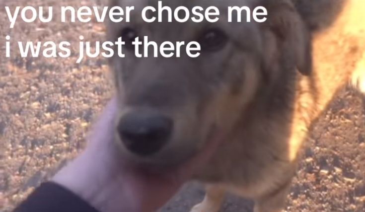 caninepoetry (@caninepoetry_) on Twitter photo 