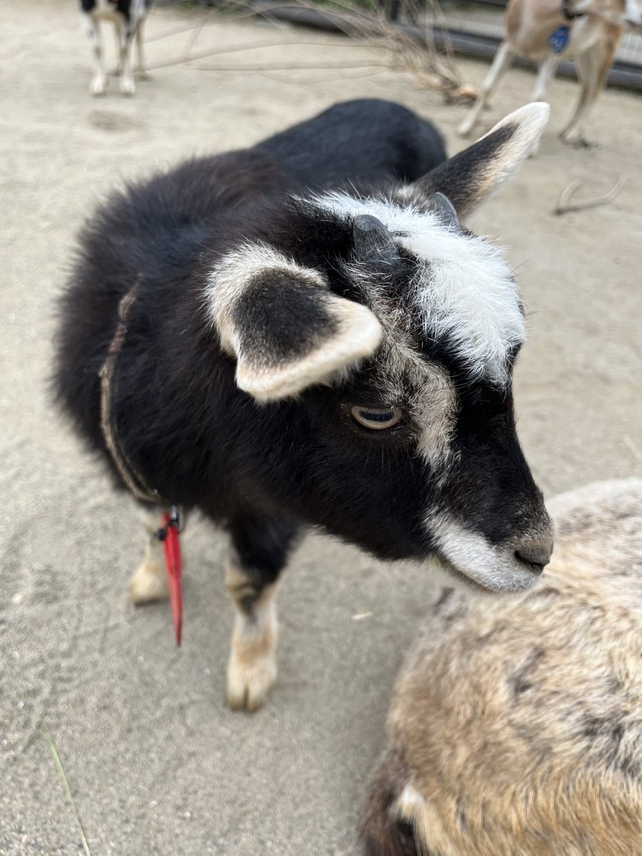 八木山動物公園フジサキの杜【公式】 on X: 