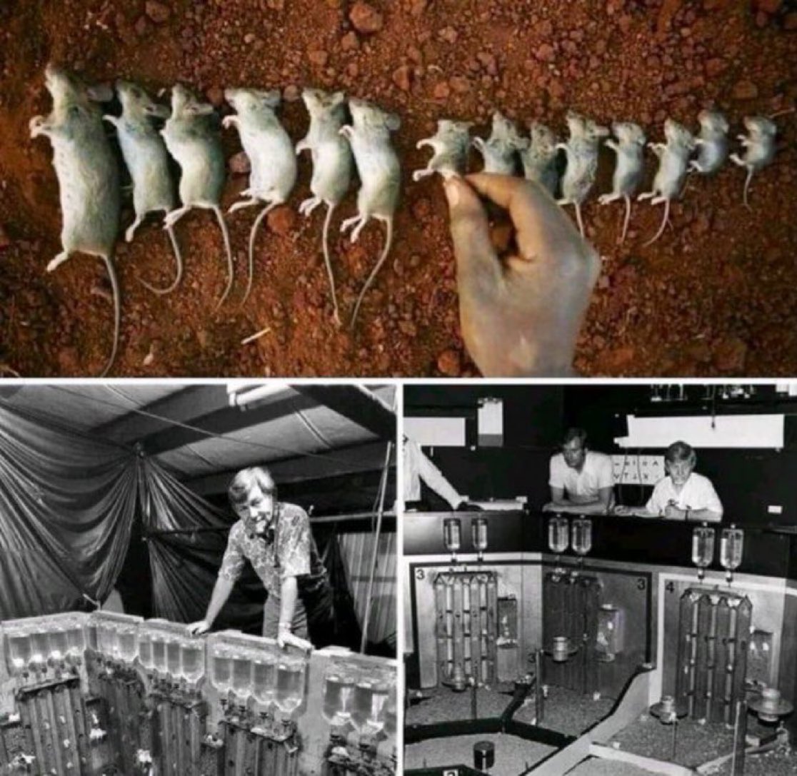 The “Universe 25” experiment, conducted by American scientist John Calhoun, is one of the most alarming studies in the history of science. It aimed to explain human societies through the behavior of a mouse colony.
Calhoun created an “ideal world” for hundreds of mice, known as