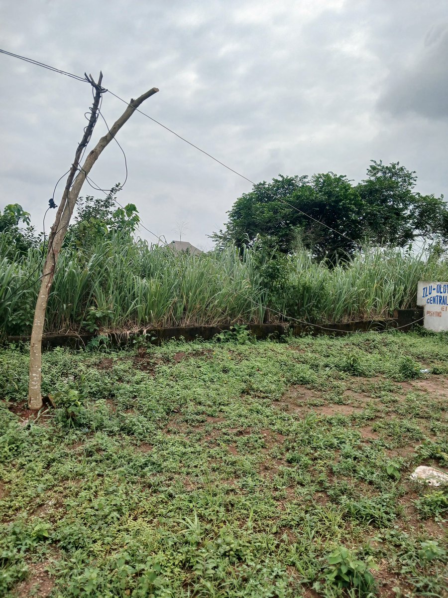 KhayStandard's tweet photo. @ieserve this is the current situation of my community in Ilu-Oloye via Maya Ikorodu. No electric poles, wires... the community always source for local woods to raise cables after each rain. This can be dangerous and harmful to the community @IkejaElectric @NERCNG https://t.co/23G9VdB8F4