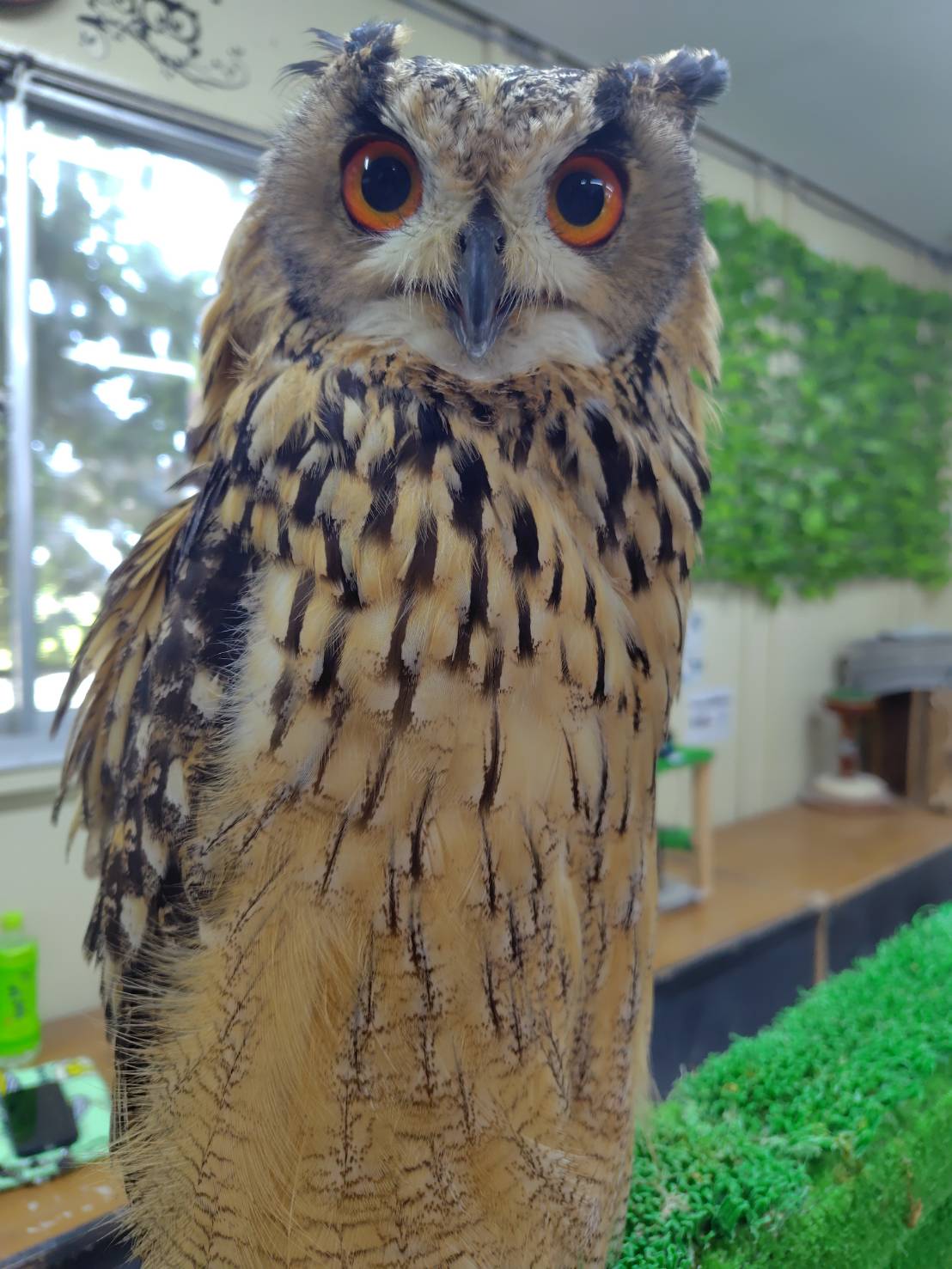 しあわせをよぶふくろうの城・楽鳥園 on X: 