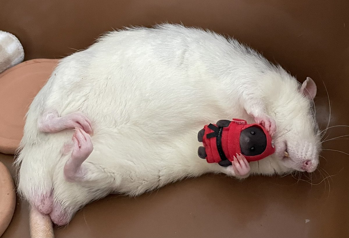 シルバニアファミリーのモグラの赤ちゃんとドブネズミファミリーの赤ちゃんです