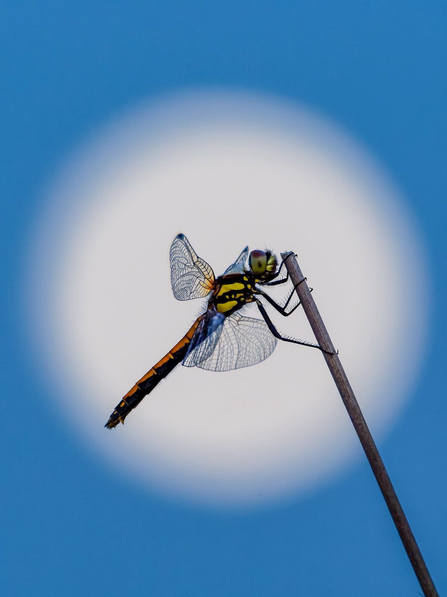 Andrew Fusek Peters (@2peters) on Twitter photo Female black darter rising moon taken back in 2018- Highly Commended in British Wildlife Photography Awards. Sadly in the last week I have only found 2 up on the Long Mynd - bog pools nearly dried up. <a href="/nationaltrust/">National Trust</a> <a href="/BWPAwards/">British Wildlife Photography Awards</a> <a href="/OMSYSTEMcameras/">OM SYSTEM Cameras</a> Female black darter rising moon taken back in 2018- Highly Commended in British Wildlife Photography Awards. Sadly in the last week I have only found 2 up on the Long Mynd - bog pools nearly dried up. <a href="/nationaltrust/">National Trust</a> <a href="/BWPAwards/">British Wildlife Photography Awards</a> <a href="/OMSYSTEMcameras/">OM SYSTEM Cameras</a>