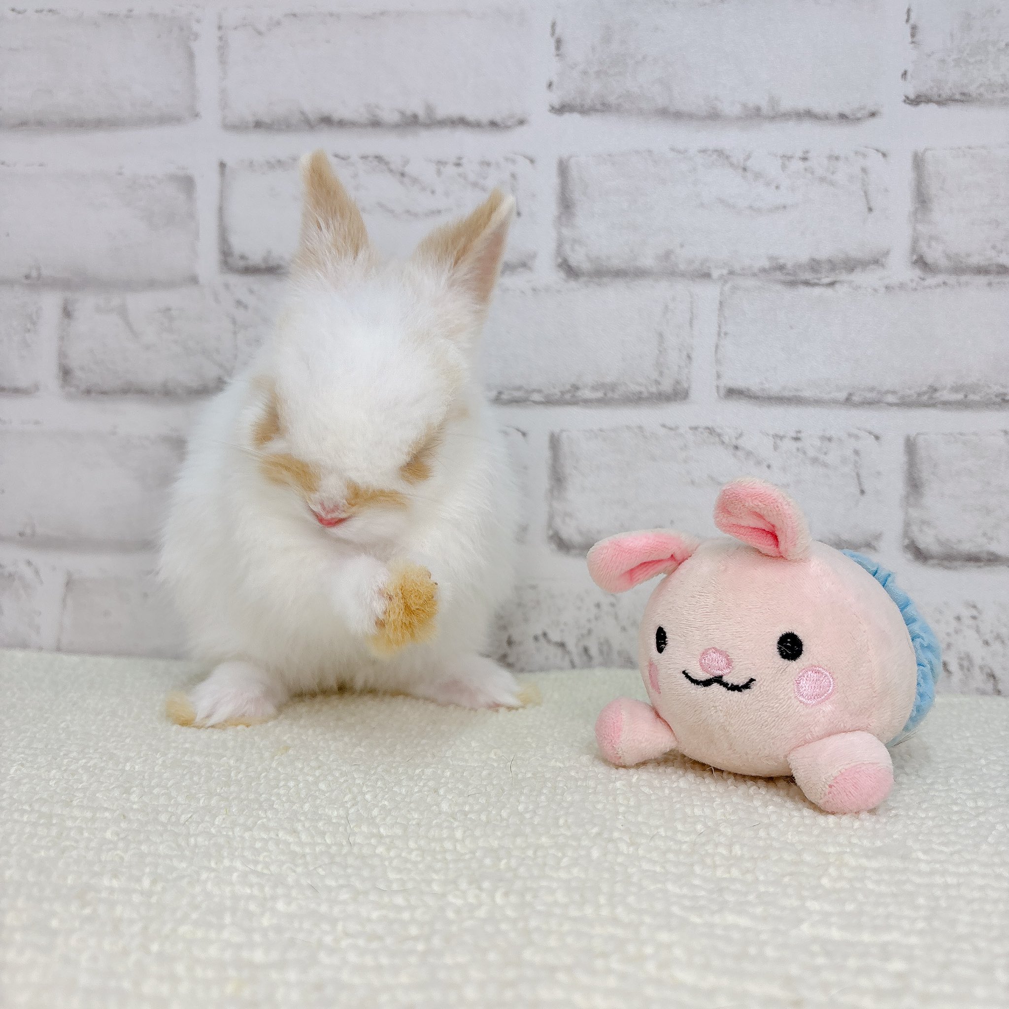 うさっぴーさん専用 【公式通販】