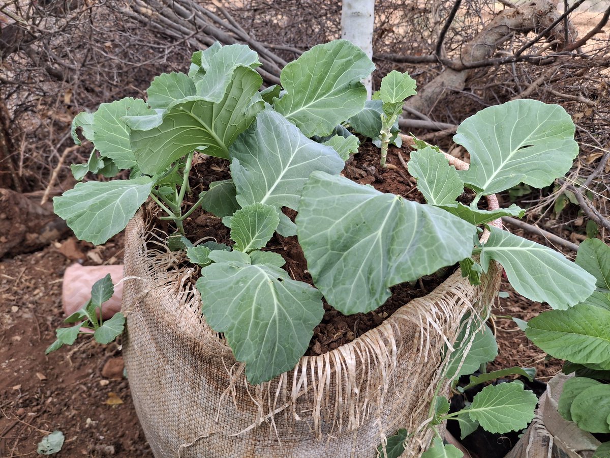 NCCK Nature Positive (@nps_ncck) on Twitter photo Drought? Not a problem for Elizabeth Mwongeli of Katilini Village. Her kitchen garden bursts with kale (Brassica oleracea) and terere (Amaranthus spp.) Through smart water use and unwavering determination, she enjoys fresh vegetables <a href="/Foodgrains/">Canadian Foodgrains Bank</a> <a href="/UnitedChurchCda/">United Church Canada</a> <a href="/KenyaNCCK/">NCCK Kenya</a> Drought? Not a problem for Elizabeth Mwongeli of Katilini Village. Her kitchen garden bursts with kale (Brassica oleracea) and terere (Amaranthus spp.) Through smart water use and unwavering determination, she enjoys fresh vegetables <a href="/Foodgrains/">Canadian Foodgrains Bank</a> <a href="/UnitedChurchCda/">United Church Canada</a> <a href="/KenyaNCCK/">NCCK Kenya</a>