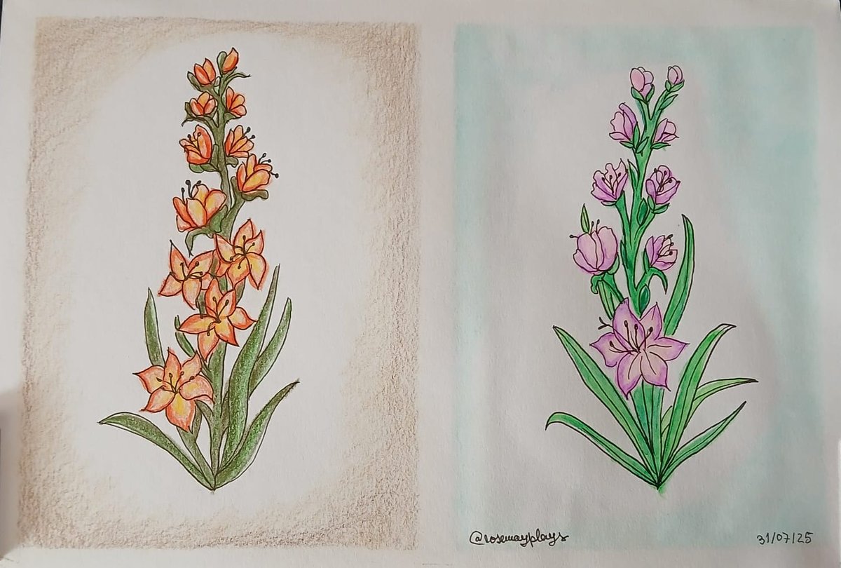 rosemayplays's tweet photo. Gladiolus is August Birth Flower so I drew some with Watercolor Pencils🌺🪻💐

💡Process video on my YouTube Channel: https://t.co/26xU9KqbC1

#art #illustration #watercolor #watercolour #gladiolus #flowers #August  #traditionalart #artjourney #ArtistOnTwitter https://t.co/35iQO7nQJJ
