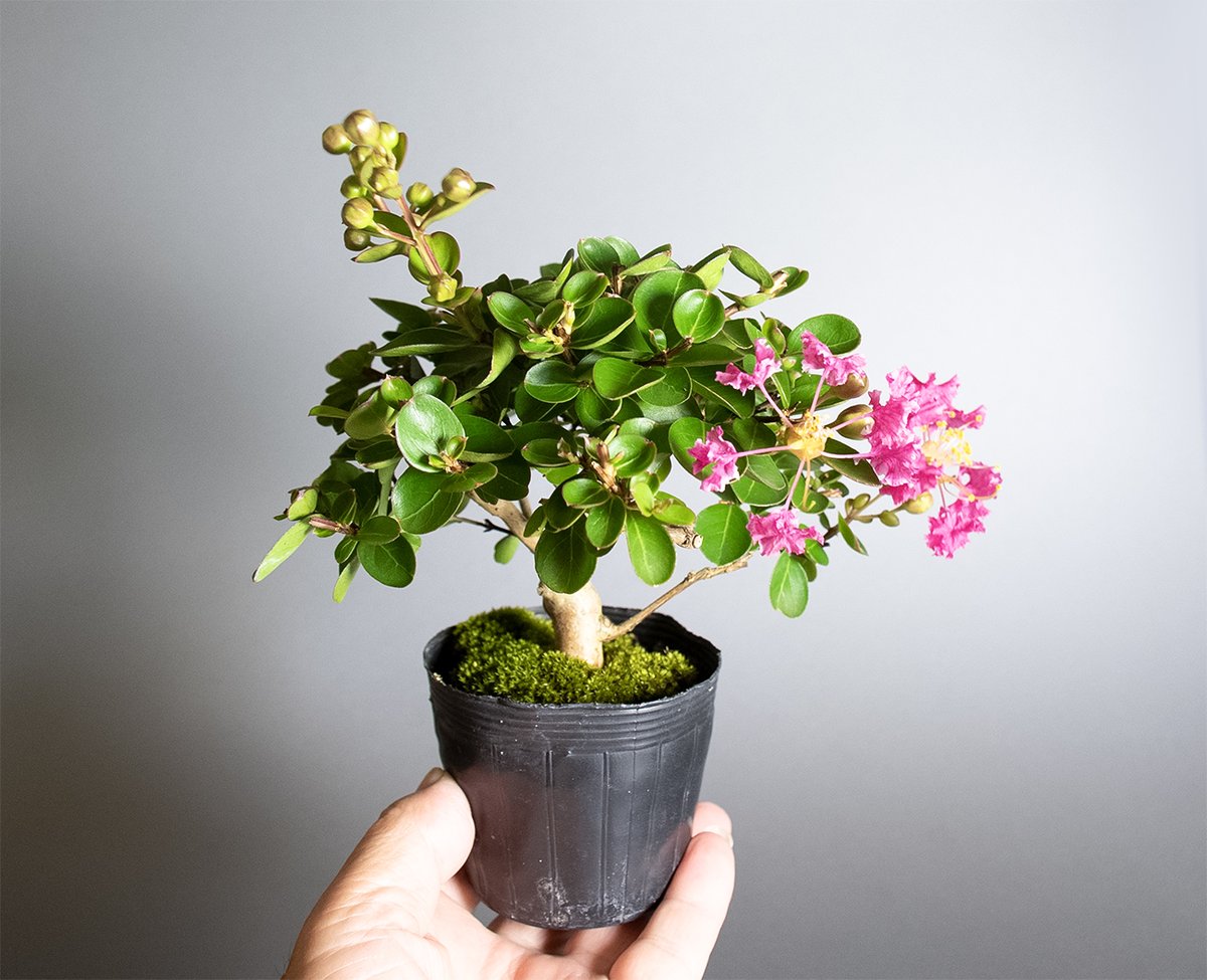 雀子　正方　盆栽鉢 雀子 正方 盆栽鉢 正角（正方形）の鉢販売｜盆栽鉢の盆栽