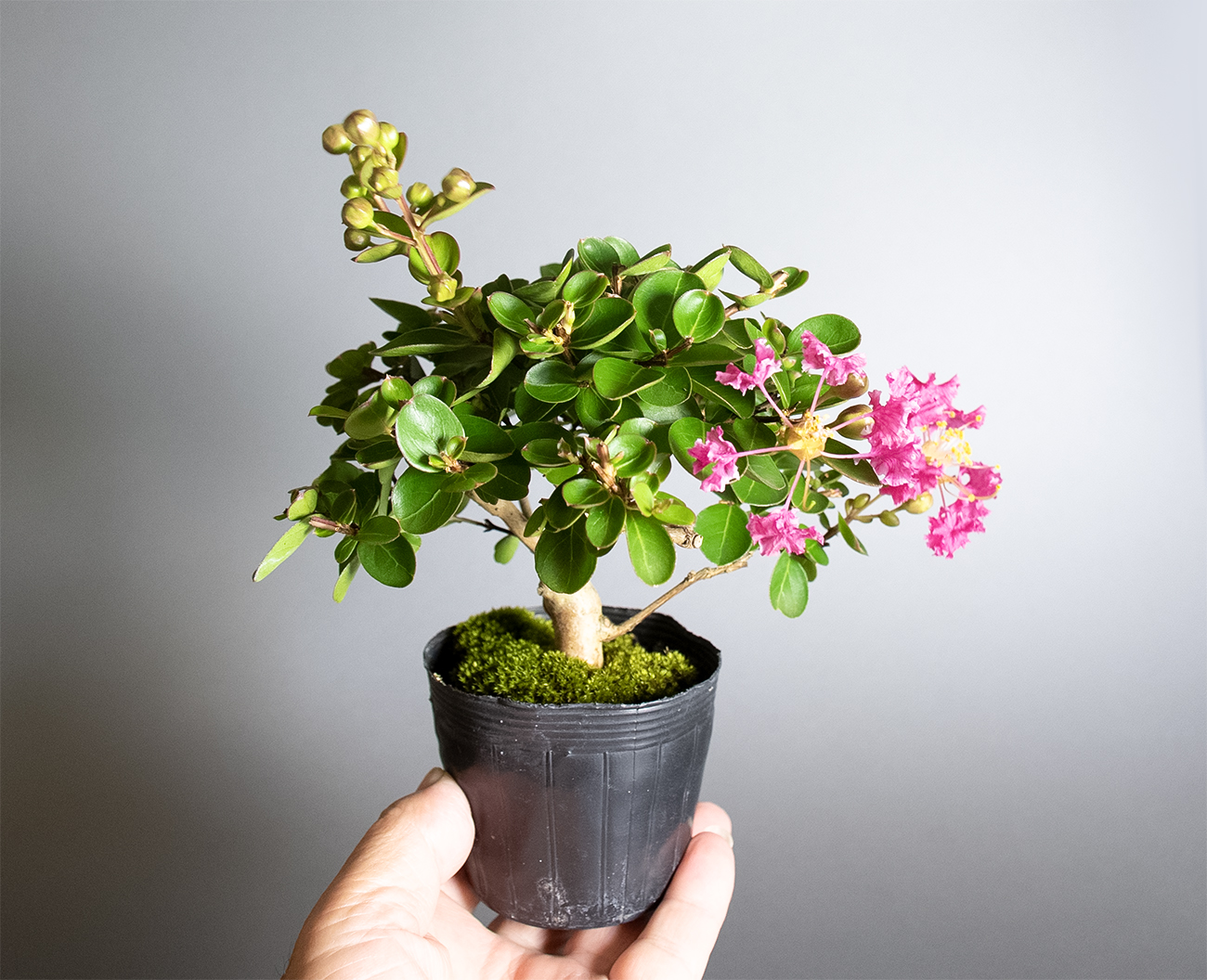 雀子　正方　盆栽鉢 雀子 正方 盆栽鉢 雀子 正方 盆栽鉢