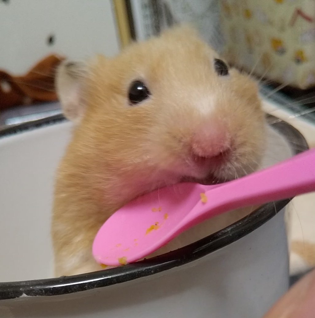 今日は #ハムの日

うまうま食べたよ〰️😋

#ハニ9🐹❤🌈
