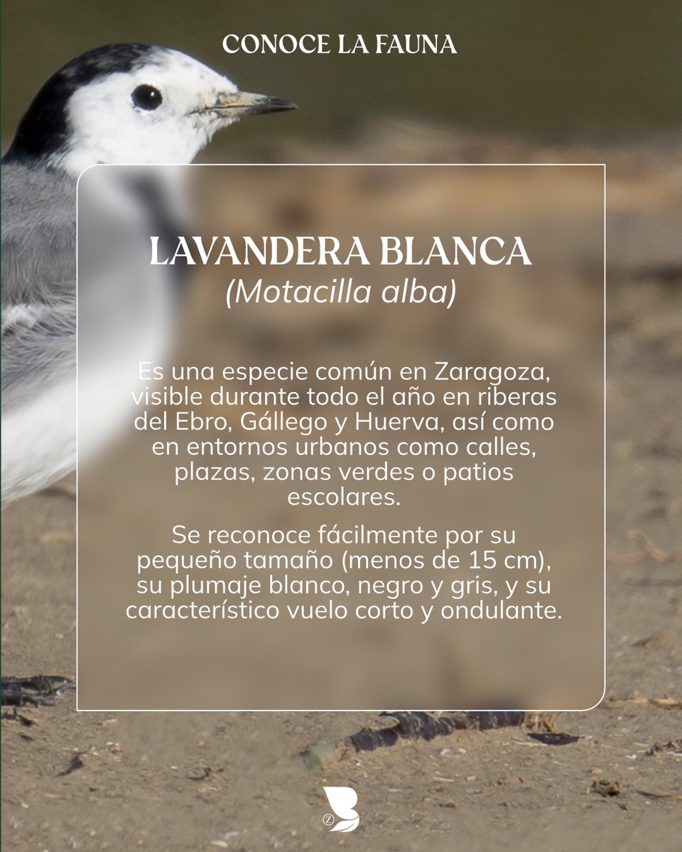 Pequeña, incansable y siempre en movimiento 🕊️. La lavandera blanca (Motacilla alba) es una de esas aves que pasan desapercibidas… hasta que aprendemos a mirarla.