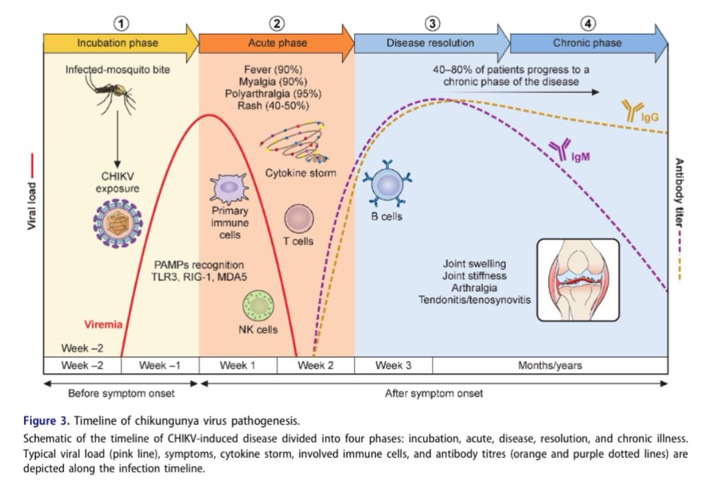 infeccHRUmalaga's tweet image. El #Chikungunya 🦠🩸🦟 tiene 2 fases: #Aguda (fiebre, artomialgias, rash) 🤒🔴y en 40-80% una #cronica (dolor y edema articular, tenosinovitis, fatiga…)💪🏻
En #virulence REVISIÓN📚🙇🏻♂️ #patogenia, #Diagnostico🧪, #manejo💊 y FUTUROS #tratamientos🔮💉
🆓🔗 tandfonline.com/doi/full/10.10…
