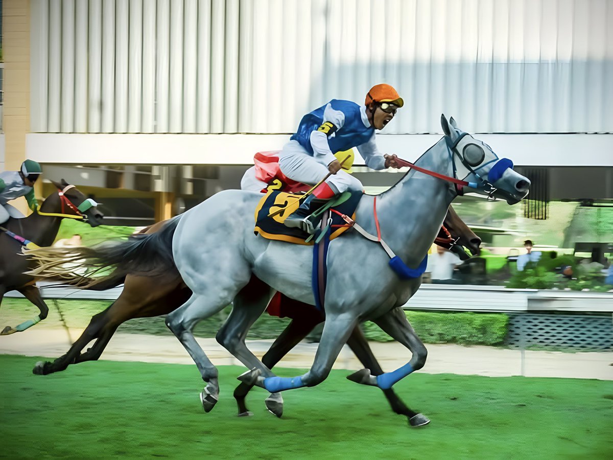 Sri_Ayudhya's tweet photo. 「最後に笑う者」マーハー
タイ競馬重賞王室杯「チャックリー杯」覇者。
その鋭い末脚でチャックリーを制した名馬です。
皆さんも是非タイ競馬の応援をよろしくお願いします。
英語版レースの映像↓
https://t.co/iElKvRm81E https://t.co/K6XdP9rbtb