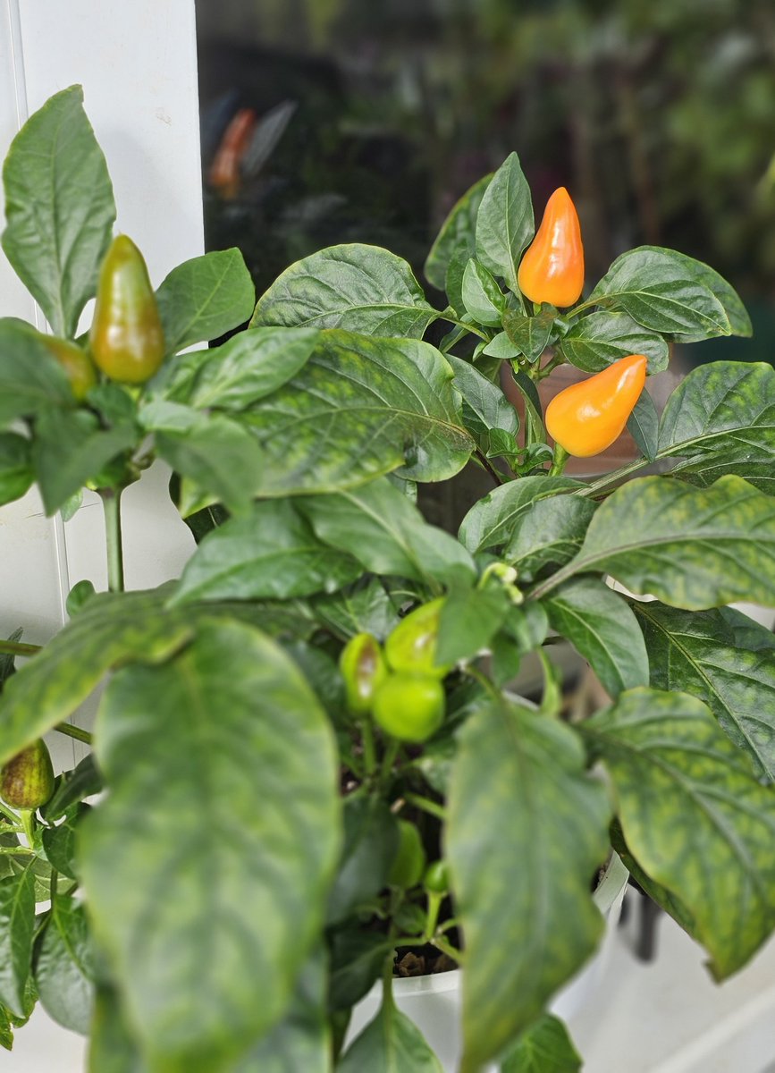 "Жгучий перец оказывает противовоспалительное и антибактериальное действие, способствует снижению веса, улучшает кровообращение, повышает иммунитет и может оказывать антидепрессивный эффект"

Антидепрессивный эффект точно оказывают – вышел на балкон, а тут такие красавчики сидят)