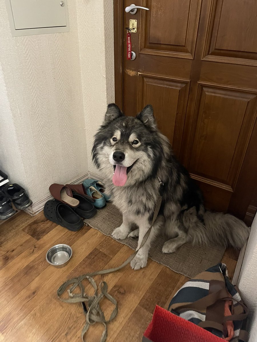 Київ. Може хтось хоче собі маламута баламута? Хлопець, 24кг, думаю ще зовсім малий, десь біля року. Спокійний, повільний, впертий але справедливий. Типовий маламут. Шукаю власника, але поки що безрезультатно.