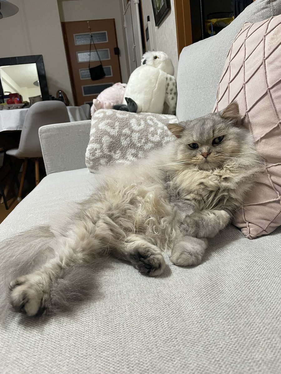 優雅にソファでゴロリンしてるにゃ！