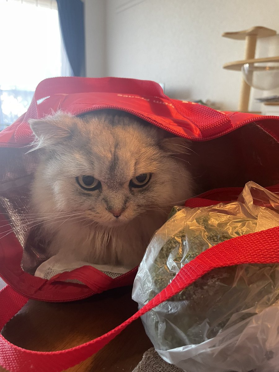 買い物から帰ってくると、買い物袋をチェックします