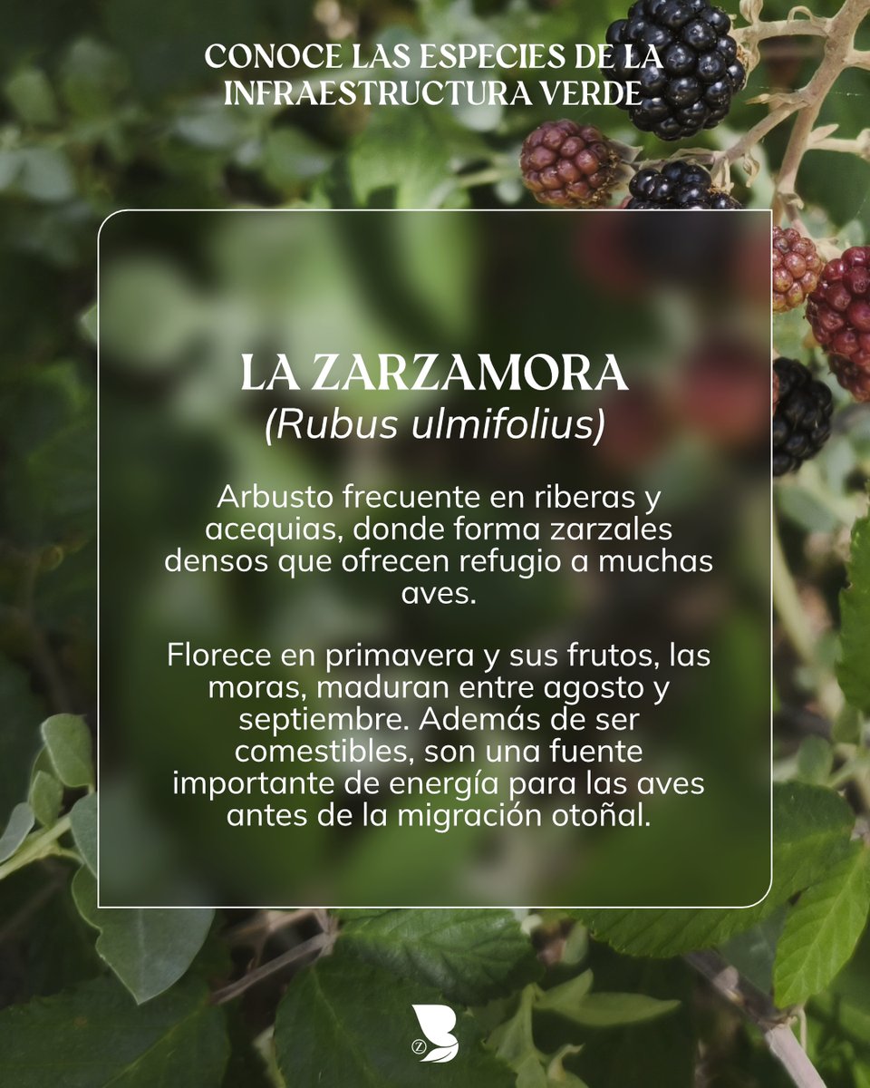 La zarzamora (Rubus ulmifolius) es mucho más que moras 🍇.
Crece en riberas, acequias y zonas húmedas, formando zarzales densos y espinosos que protegen a muchas aves de posibles depredadores.