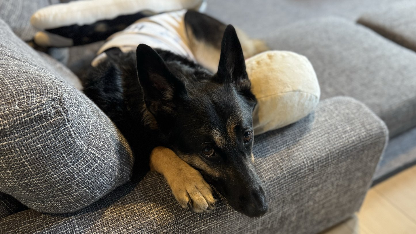犬好き 写真フォルダ見てたら愛おしい生き物発見したはやく会いたい
