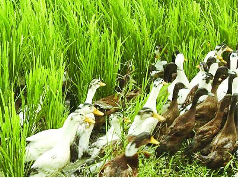 sholard_mancity's tweet photo. In Mwea, snails are destroying rice farms. 🌾

Yet, with all the "experts" at the Ministry of Agriculture, NOT ONE has told farmers the simplest, safest solution:

Introduce ducks.
Yes, ducks.

In asia this is how its done 

They eat the snails, not the rice. They’re natural pest control. But instead, officials push farmers to pour toxic chemicals into their fields.

We need smart people in the office.
If you're in Mwea, get ducks. Watch the magic happen.

Spread and share this message to everyone