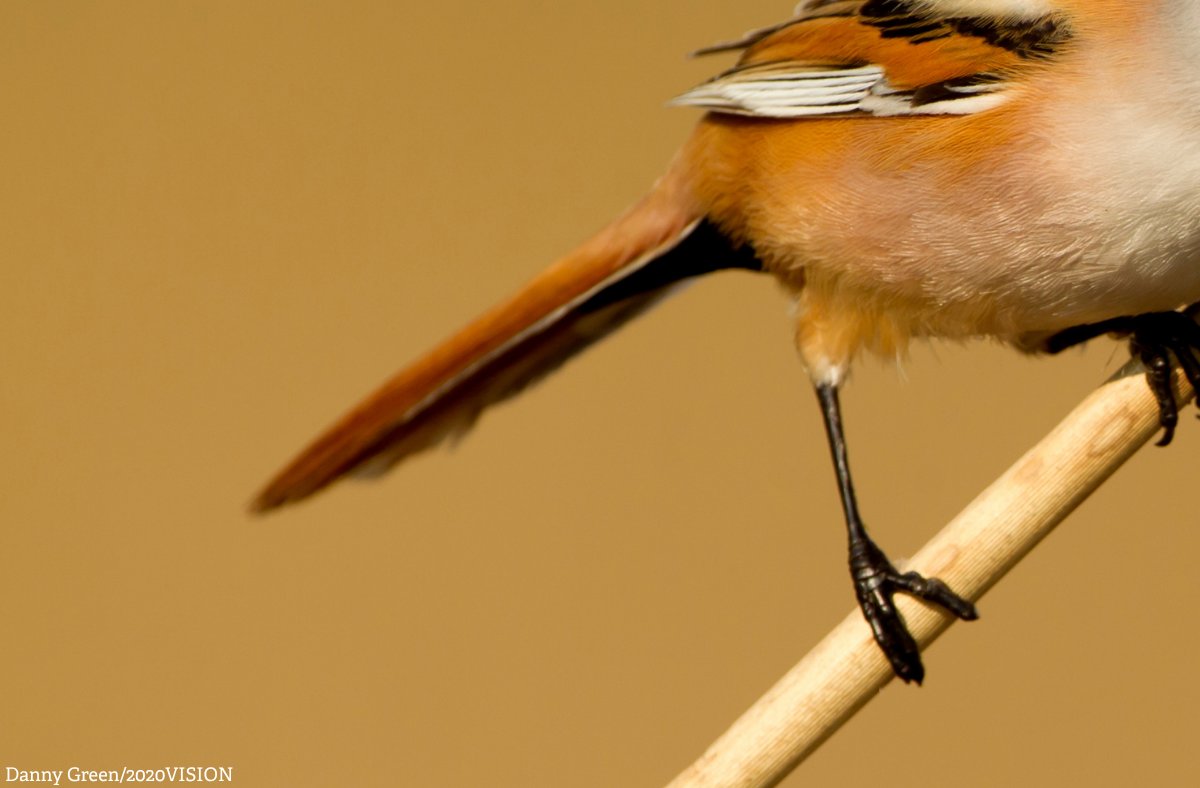 The Wildlife Trusts tweet media