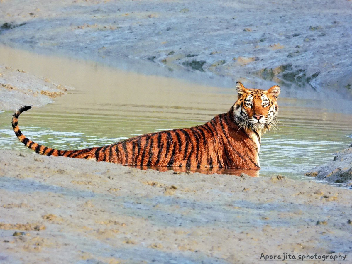 A beautiful Bengal photographed in the Sundarban National Park. Cooling off in the sweltering heat. Credit to Aparajita Hazra