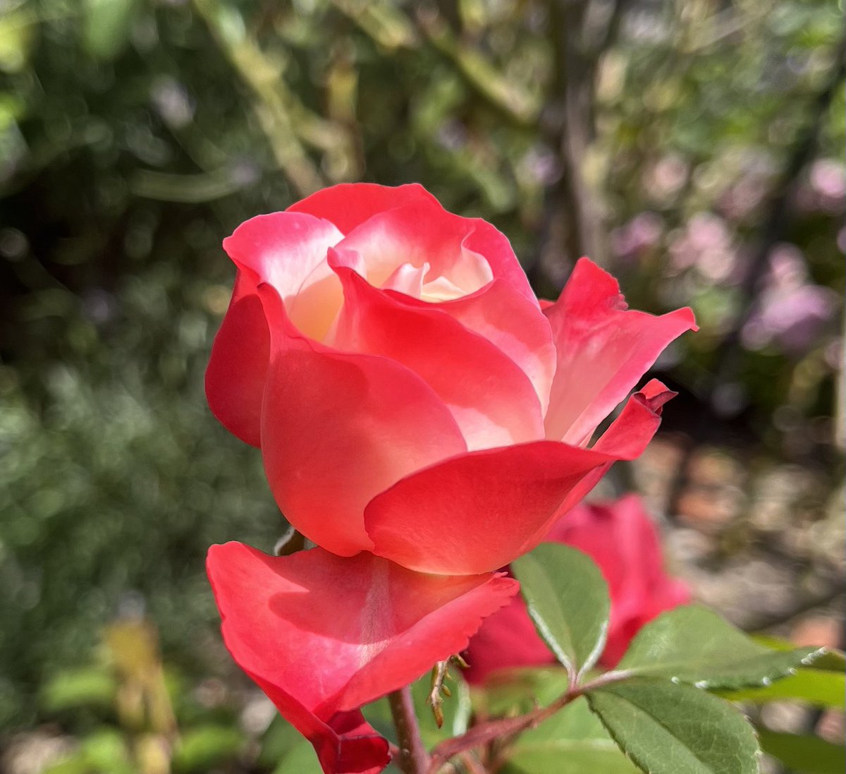 Happy #Rosewednesday and here’s the gorgeous “Nostalgia”Rose,  just about to bloom. Smells amazing and always reminds me of strawberries and cream. Perfect for summer. Have a great rose themed day everyone. #Roses #GardeningX